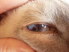 Коричневое пятно на роговице глаза кошки