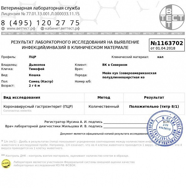 Коронавирусный гастроэнтерит у кошек лечение схема