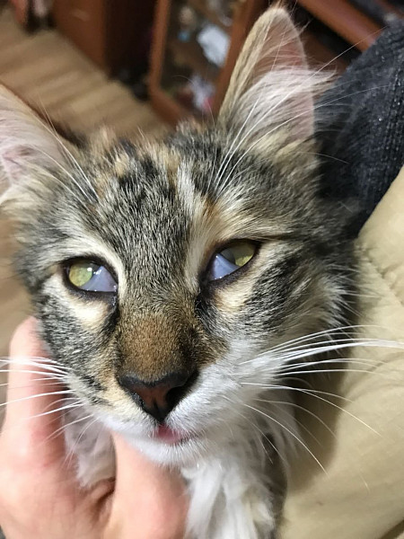 у кота глаза наполовину белые. у кота белое в уголках глаз. у кота глаза наполовину белые. белая плёнка на глазах у кошки. мигательная перепонка (третье веко).