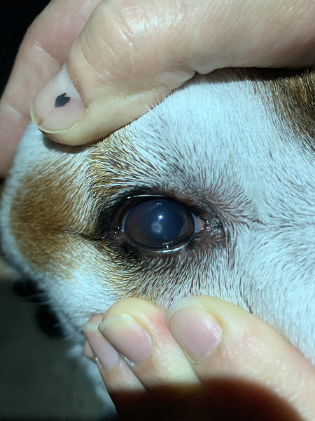 Офтальмоферон Собаке В Глаза Можно