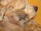 Лечение кандидоза кишечника у собак