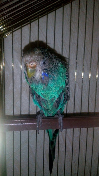 У волнистого попугая лысеет шея. У волнистого попугая под крыльями залысины. Лысый попугай. Есть лысые попугаи. Почему попугай лысый.