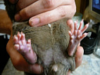 Опух палец у крысы