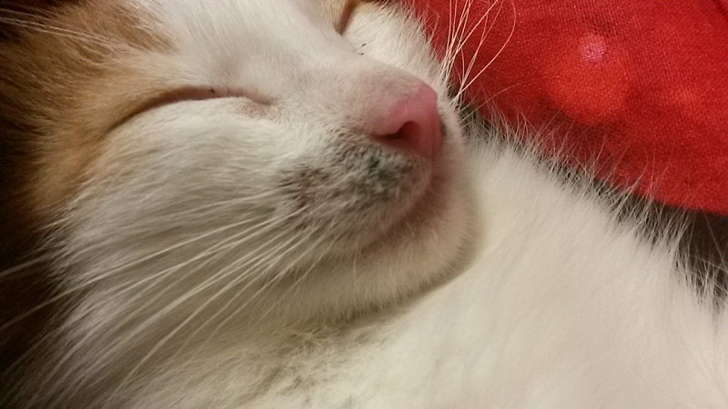 Тесла нос котика