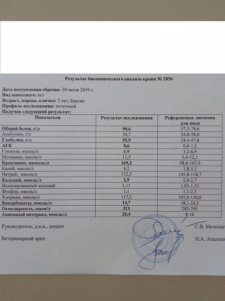 Канефрон при белке в моче