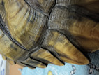 Как вылечить почечную недостаточность у черепахи thumbnail
