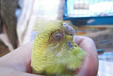Волнистый попугай чешет глаз вокруг глаз