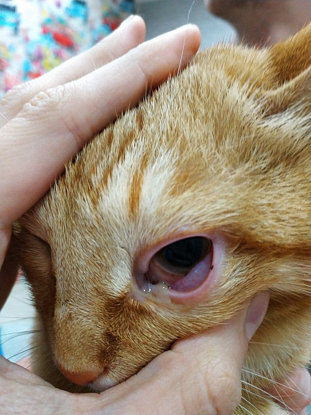 Воспаление глаз у кота - 04 мая 2021 - Форум Зоовет