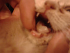 Что делать если у кошки опух язык thumbnail