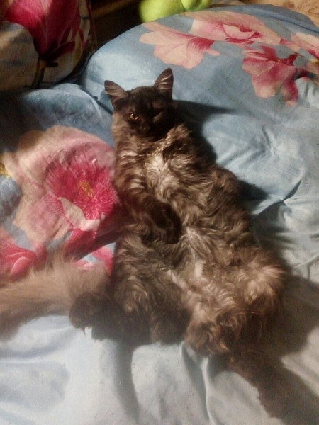 Вести кошку