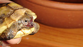 Почему могут слезиться глаза у сухопутной черепахи