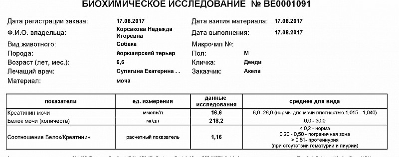 У кота повышен креатинин
