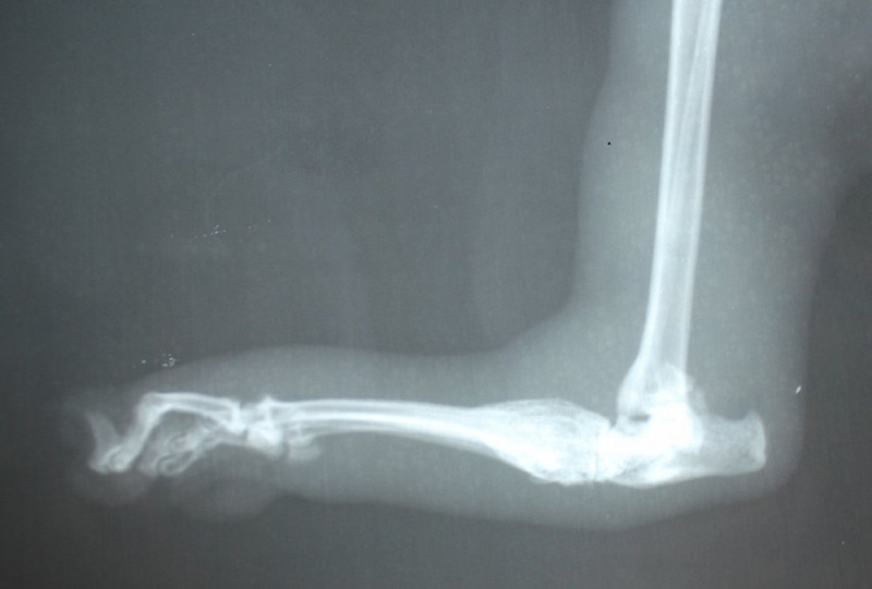 вывих лапы у кошки