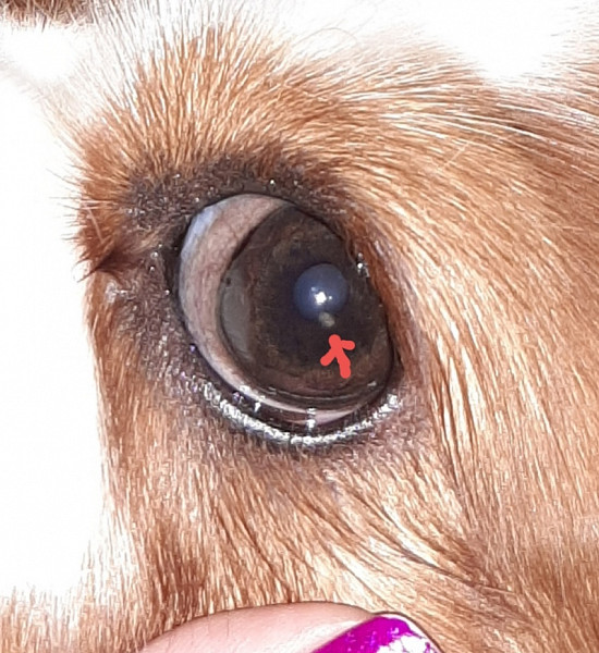 мутное пятно на глазу у собаки
