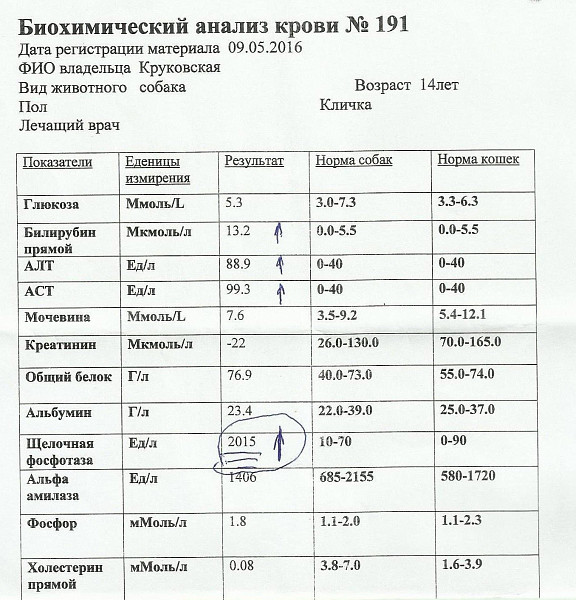 Показатели биохимии крови собак с расшифровкой.