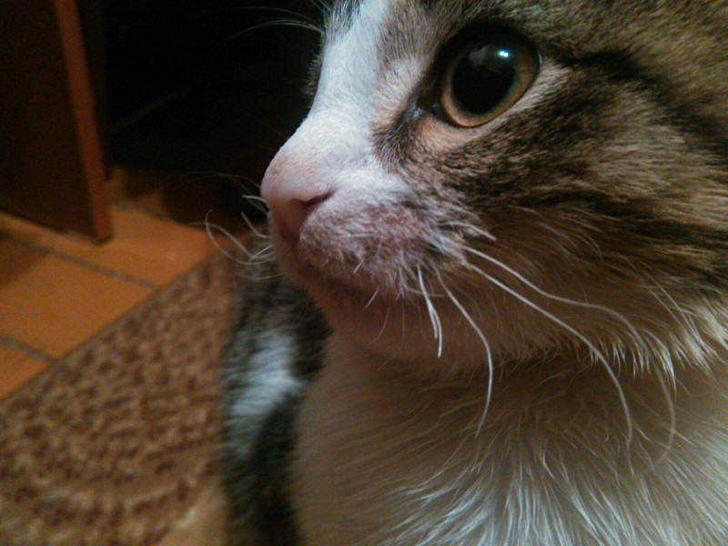 У кота
