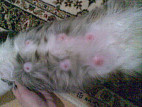 У кошки после родов опухли молочные железы фото thumbnail