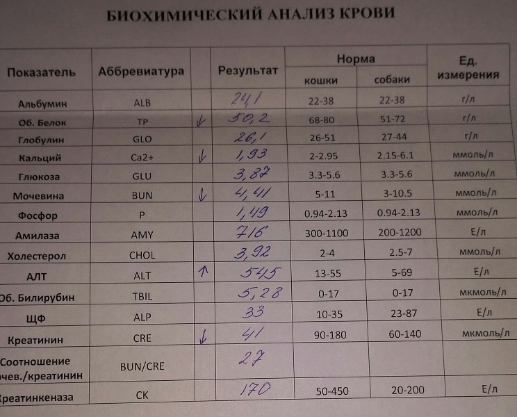 Биохимический анализ пить воду. Таблица показателей биохимического анализа крови у собак. Показатели анализа мочи , крови , биохимии. Расшифровка результатов биохимии биохимия крови. Нормы крови собак биохимия анализ.