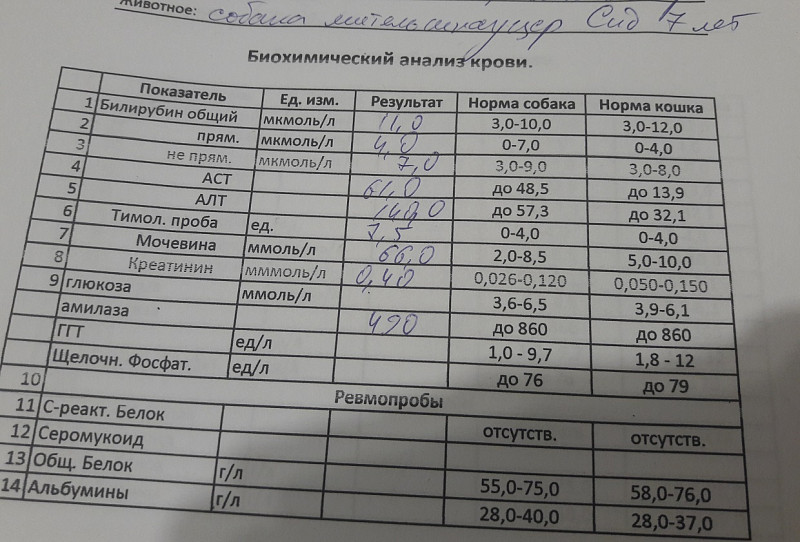 Показатели крови при пироплазмозе у собак. Анализ крови собаки при бабезиозе.