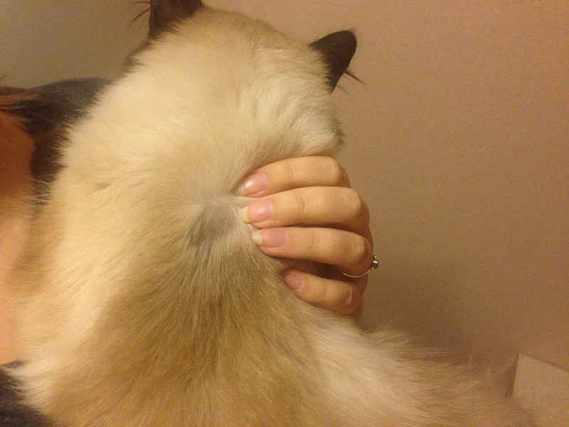 Холка у кота