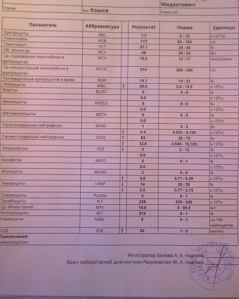 Анализ крови у кошек. Нормы показателей крови у кошек. Биохимический анализ крови кошки норма. Общий анализ крови кошки норма. Норма анализов биохимии крови у кошек.