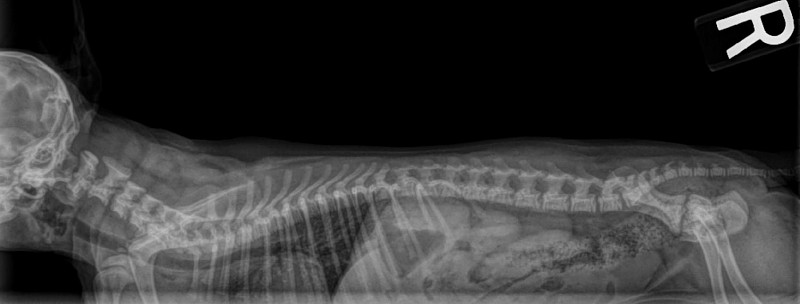 Спондилез у собак. Спондилоартроз собак рентген. Деформирующий спондилез у собак. Перелом позвоночника у собаки рентген. Спондилез позвонков у собак.