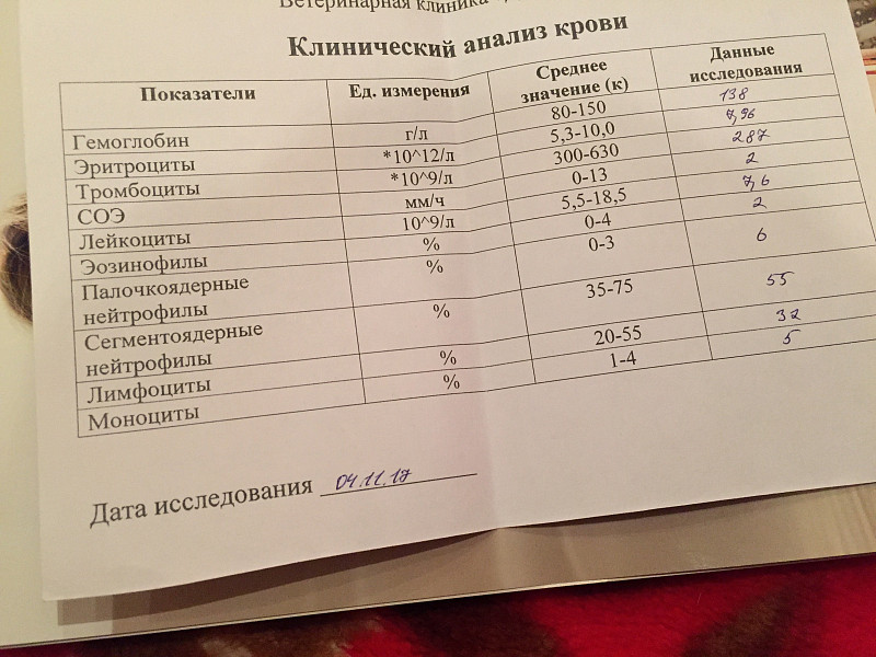 Общий анализ крови сдавать натощак. Сдавать анализы на тощак. Подготовка к сдаче крови. Сдавать анализы на тощак. Сдавать анализы на тощак.