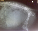 Защемление позвоночника у кошки лечение thumbnail