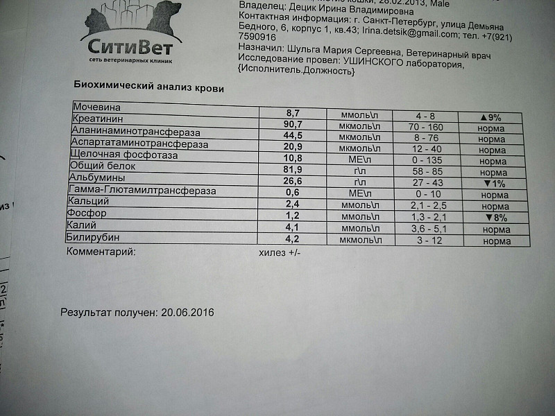 У кота повышен креатинин