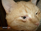 Непроходимость носослезного канала у кошек лечение в домашних условиях
