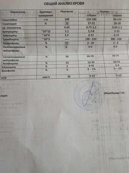 Норма сахара в крови у кошек. Анализ крови собаки. Анализ крови кошки. Показатели общего анализа крови у собак. Биохимический анализ крови у собак.