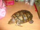 Ожог у красноухой черепахи фото