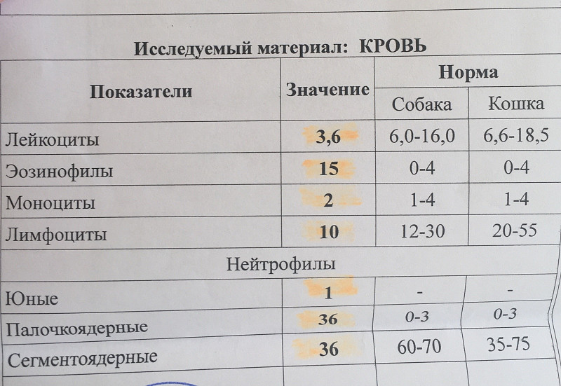 Норма лейкоцитов в крови таблица у женщин