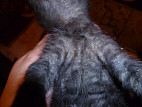 У котенка сухая кожа