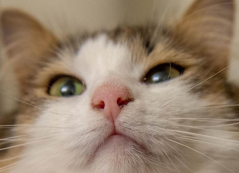 У кота сухой нос