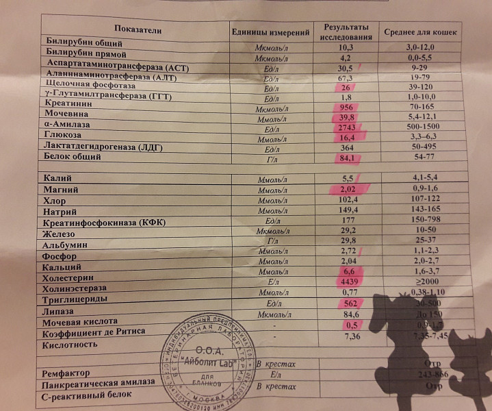 Повышена мочевина креатин. Норма креатинина у кошек. Показатели креатинина при почечной недостаточности у собак. Креатинин у кошек норма. Норма показателя креатинина у кота.