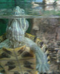 У водяной черепахи опухла щека