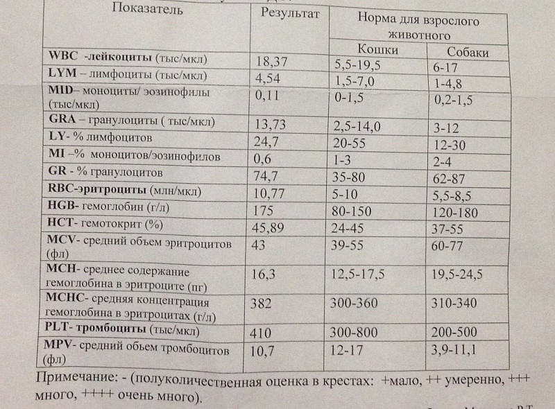 Анализы печень почки