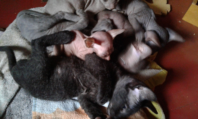 Кошки рождаются с шерстью. Новорожденные котята браш Донской сфинкс. Донской сфинкс Новорожденные котята. Новорожденные котята Донского сфинкса. Сфинкс браш котенок новорожденный.