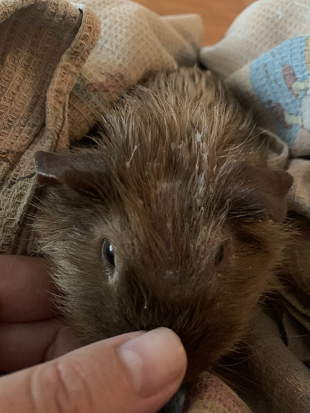 Морская свинка заболела - 03 июня 2020 - Форум Зоовет