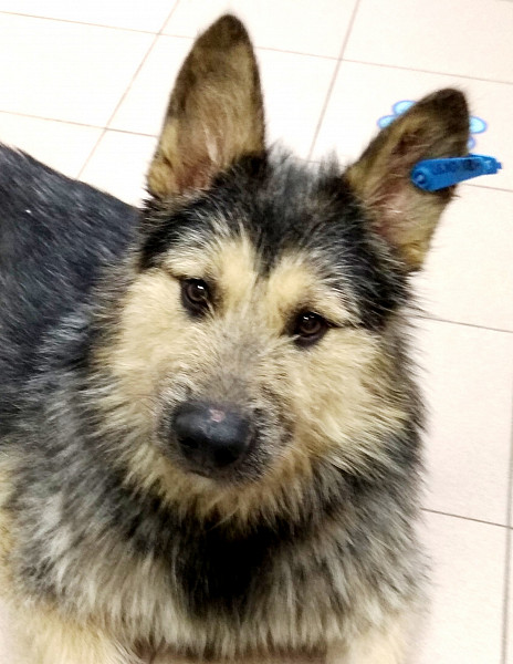 чех в добрые руки