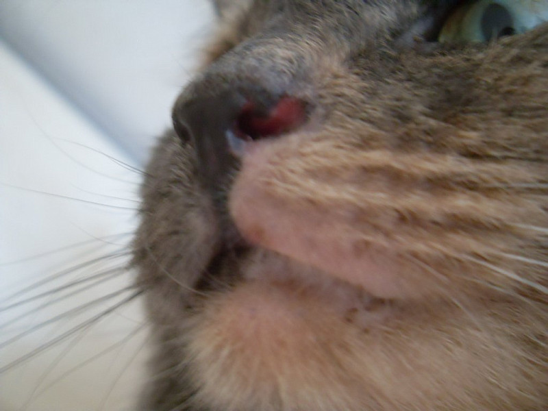 У кошки аллергия непонятная - 20 декабря 2017 - Форум Зоовет