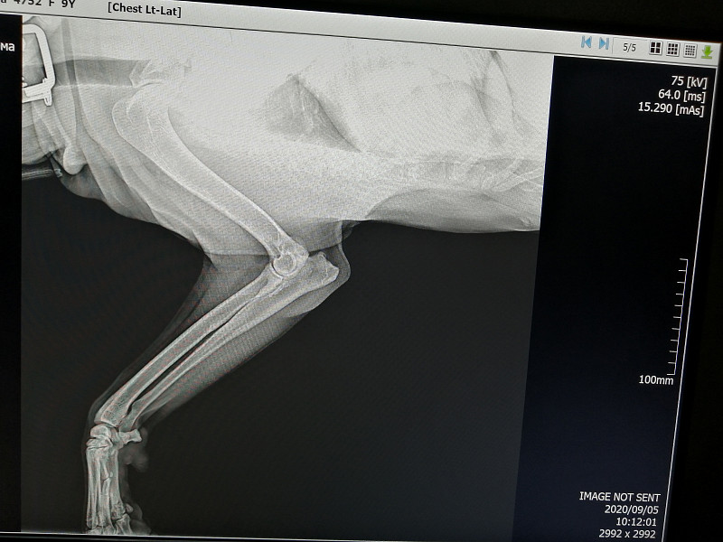 рак кости - 07 сентября 2020 - Форум Зоовет