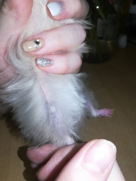 Почему у хомяка выпадает шерсть и шелушится кожа: причины и лечение