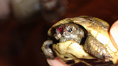 Сухопутная черепаха белое вокруг глаз