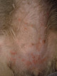 Аллергия у ши тцу на шампунь thumbnail