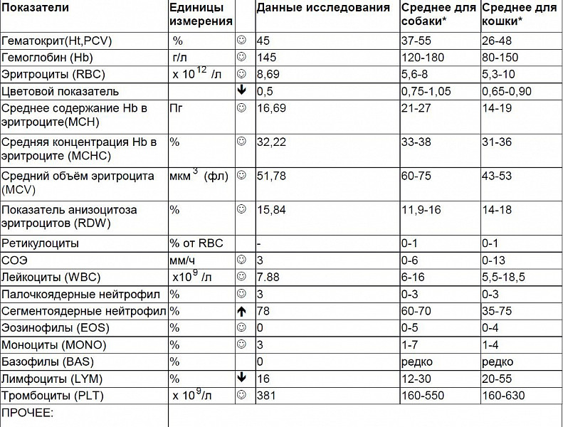Сегментоядерные у кошек. Ретикулоциты показатели.