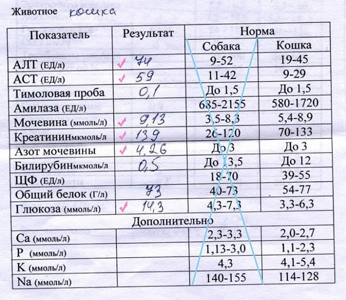 Задержка крови латынь