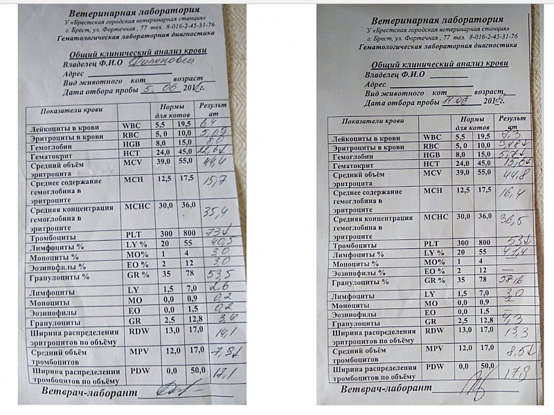 Rbc в крови у мужчин