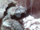 Сухопутная черепаха белое вокруг глаз